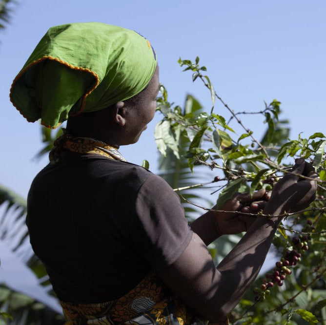 Woman harvesting coffee beans from a tree with a clear blue sky in the background