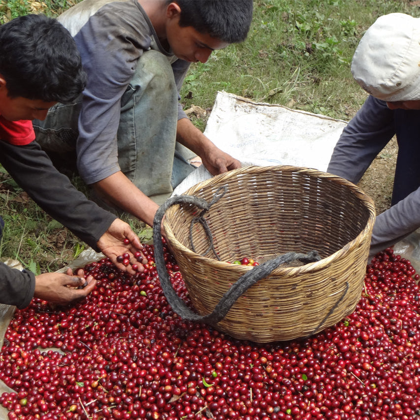 El Salvador Monte Sion - Espresso