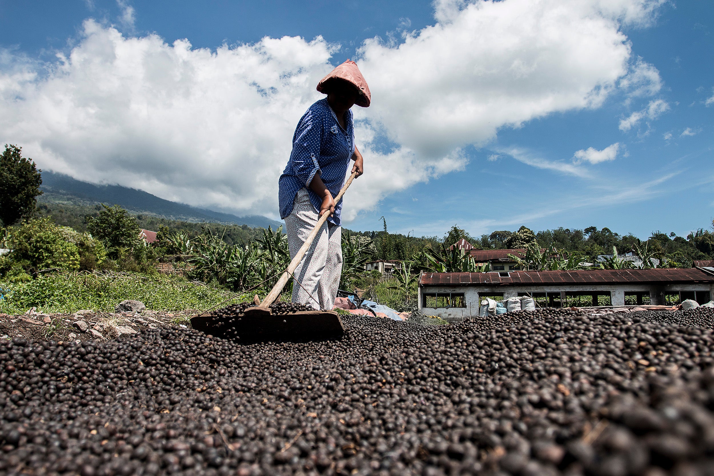 Natural vs Washed Process Coffees – Espresso Workshop Coffee Roasters