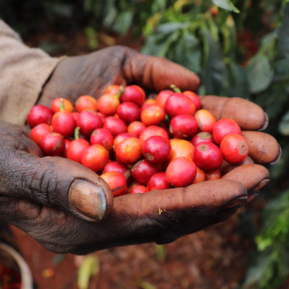 Kenya Tatu Estate PB