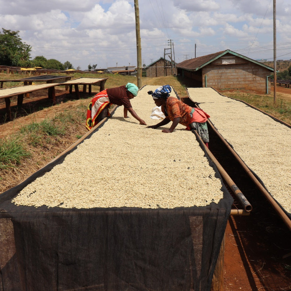 Kenya Tatu Estate PB