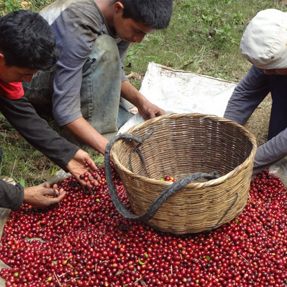 El Salvador Monte Sion - Espresso